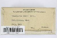 Stemonitis fusca image