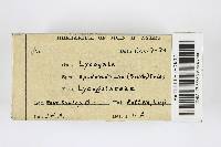Lycogala epidendrum image