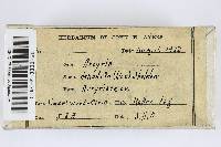 Arcyria denudata image