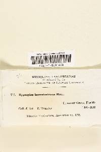 Hypoxylon haematostroma image