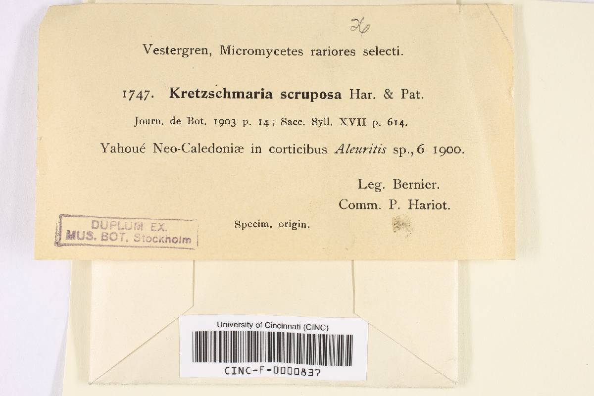 Kretzschmaria scruposa image