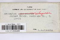 Hypoxylon rubiginosum image