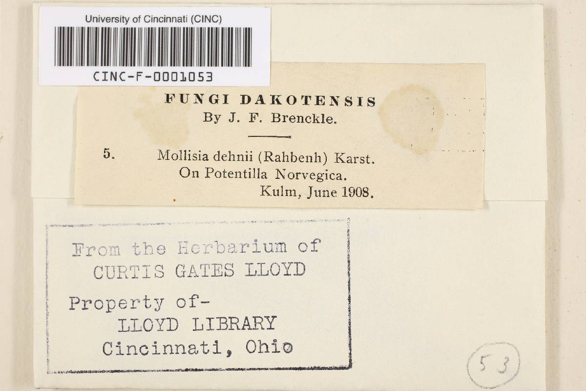 Mollisia dehnii image