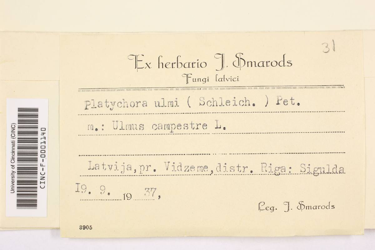 Platychora image