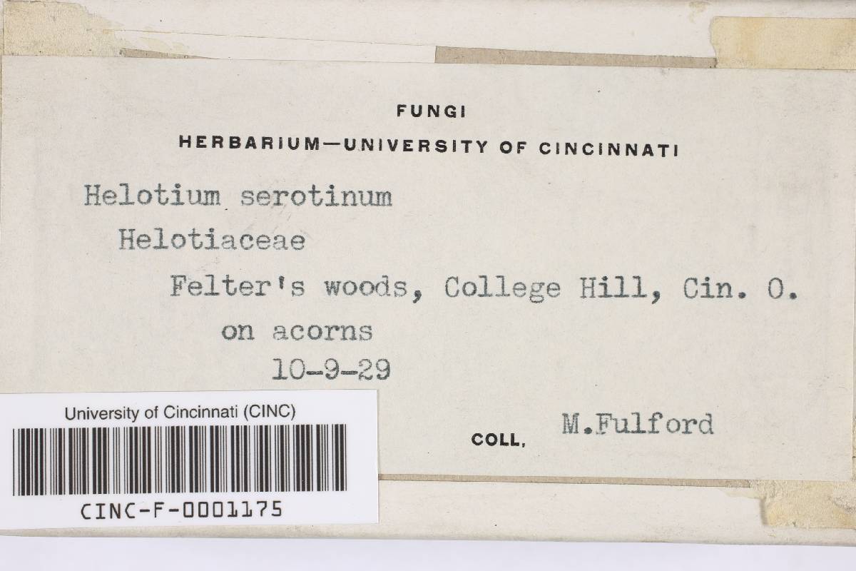 Helotium serotinum image