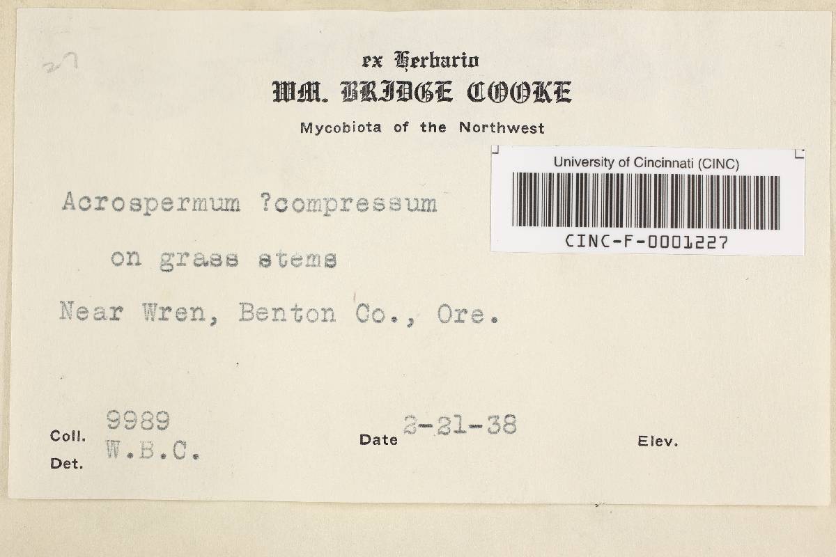 Acrospermaceae image
