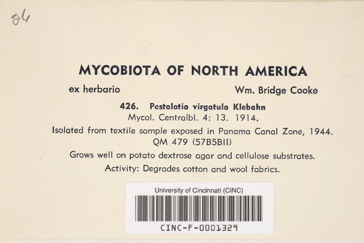 Pestalotia virgatula image