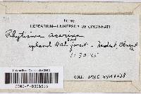 Rhytisma acerinum image
