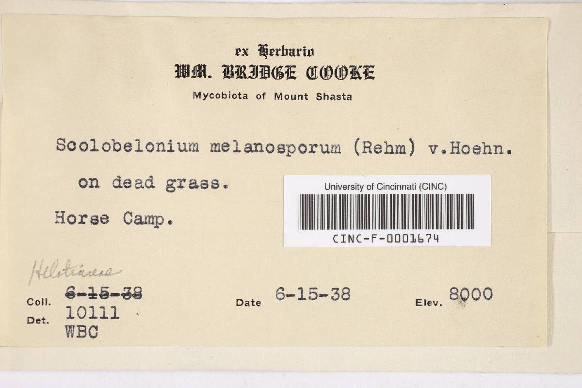 Belonium melanosporum image