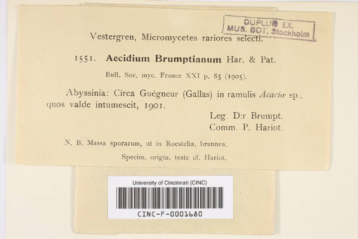 Aecidium brumptianum image