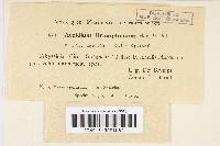 Aecidium brumptianum image