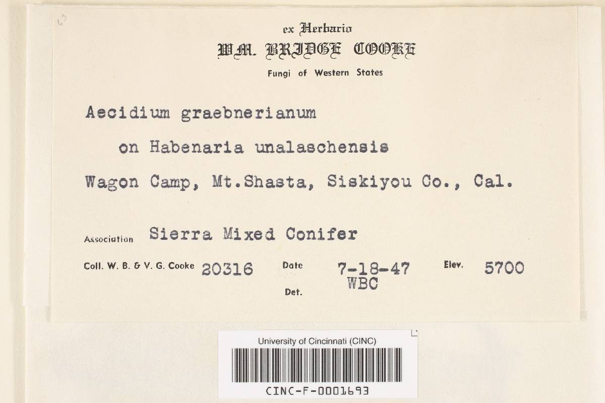 Aecidium graebnerianum image