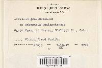 Aecidium graebnerianum image
