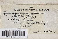 Gymnosporangium globosum image