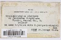 Gymnosporangium clavipes image