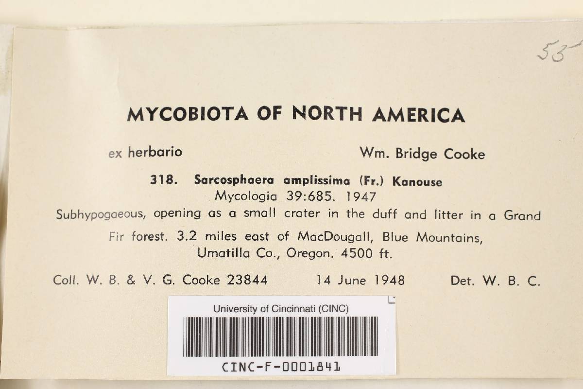 Sarcosphaera amplissima image