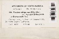 Puccinia rubigo-vera var. agropyri image