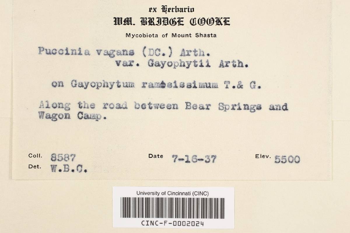 Puccinia vagans var. gayophyti image