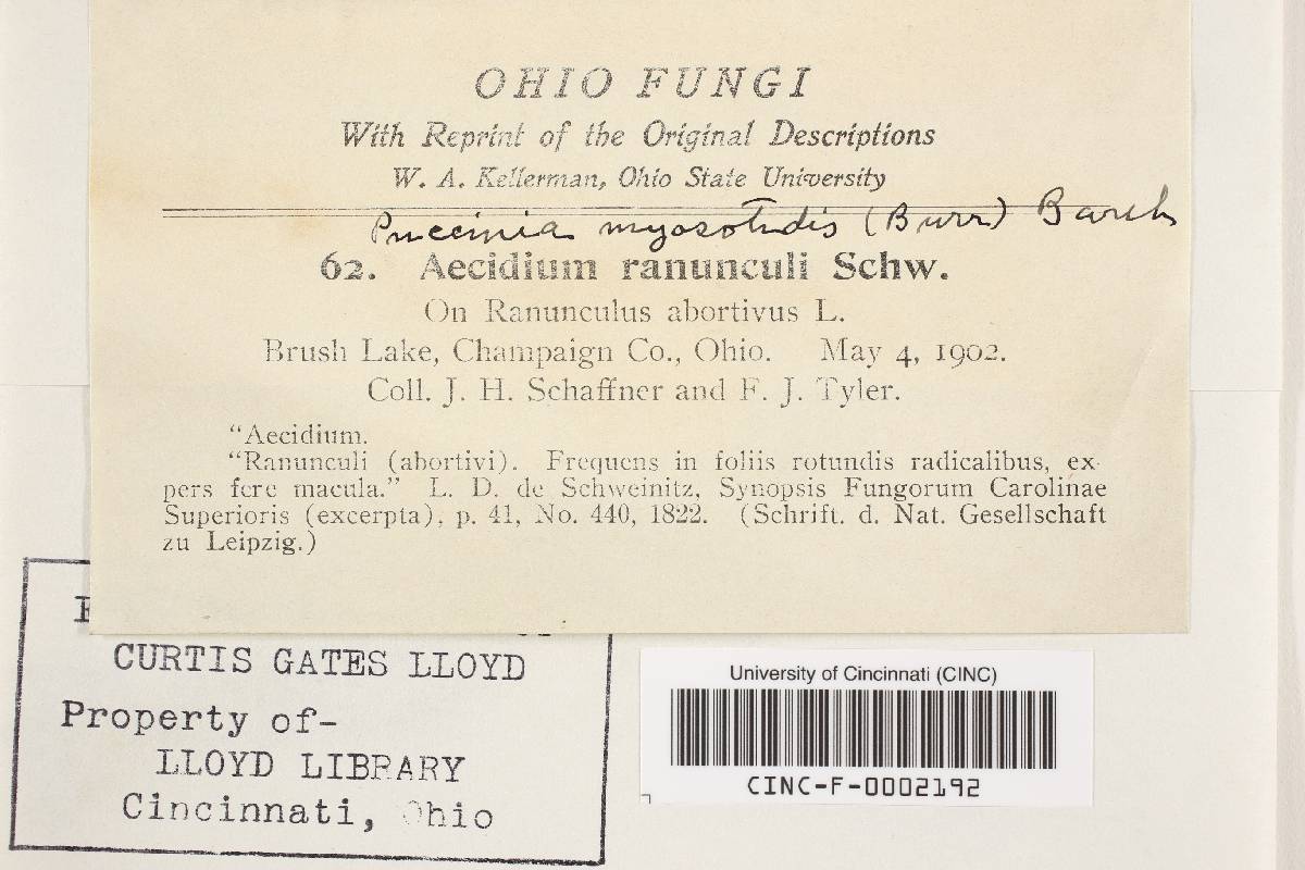 Puccinia myosotidis image