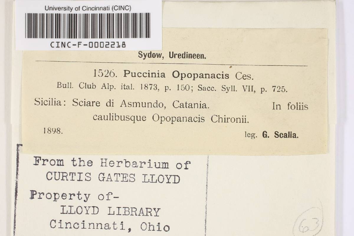 Puccinia opopanacis image