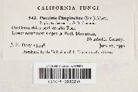 Puccinia pimpinellae image