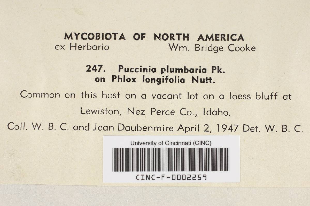 Puccinia plumbaria image