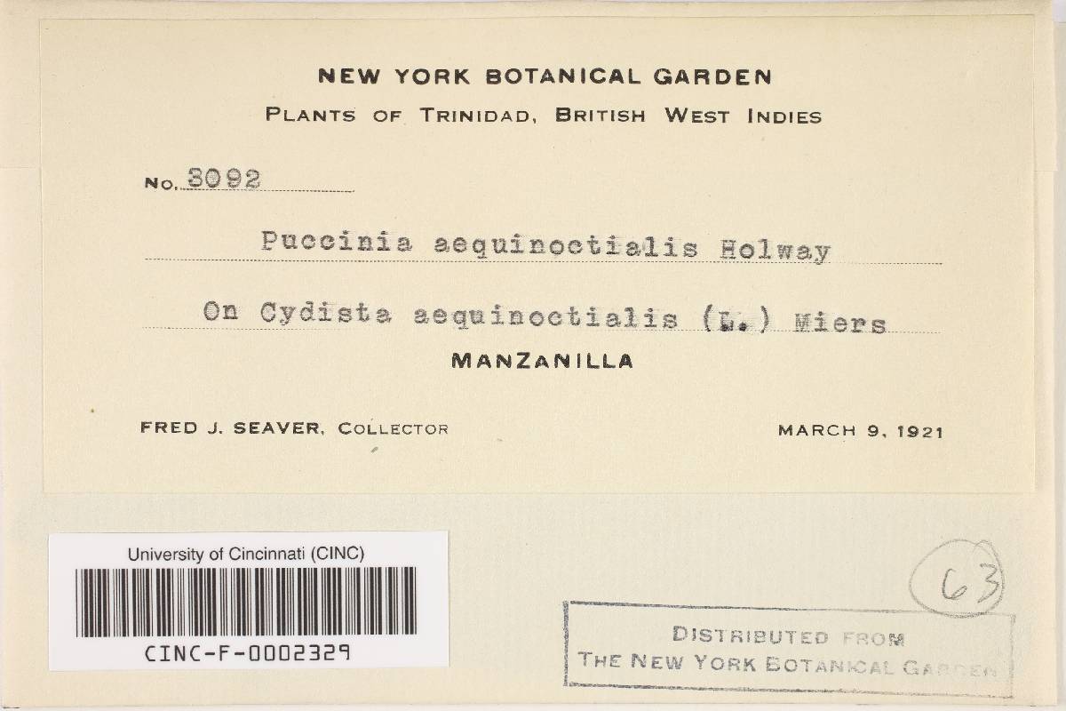Puccinia aequinoctialis image