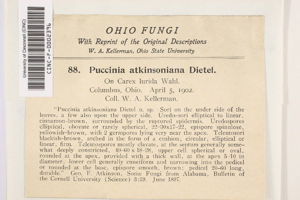 Puccinia atkinsoniana image
