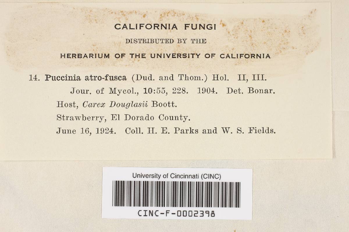 Puccinia atrofusca image