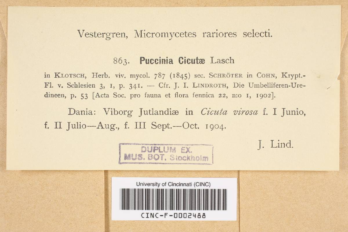 Puccinia cicutae image