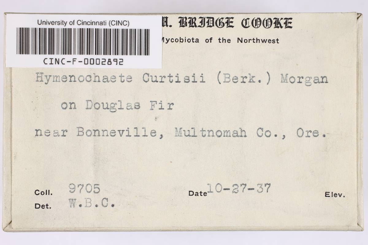 Hymenochaete curtisii image