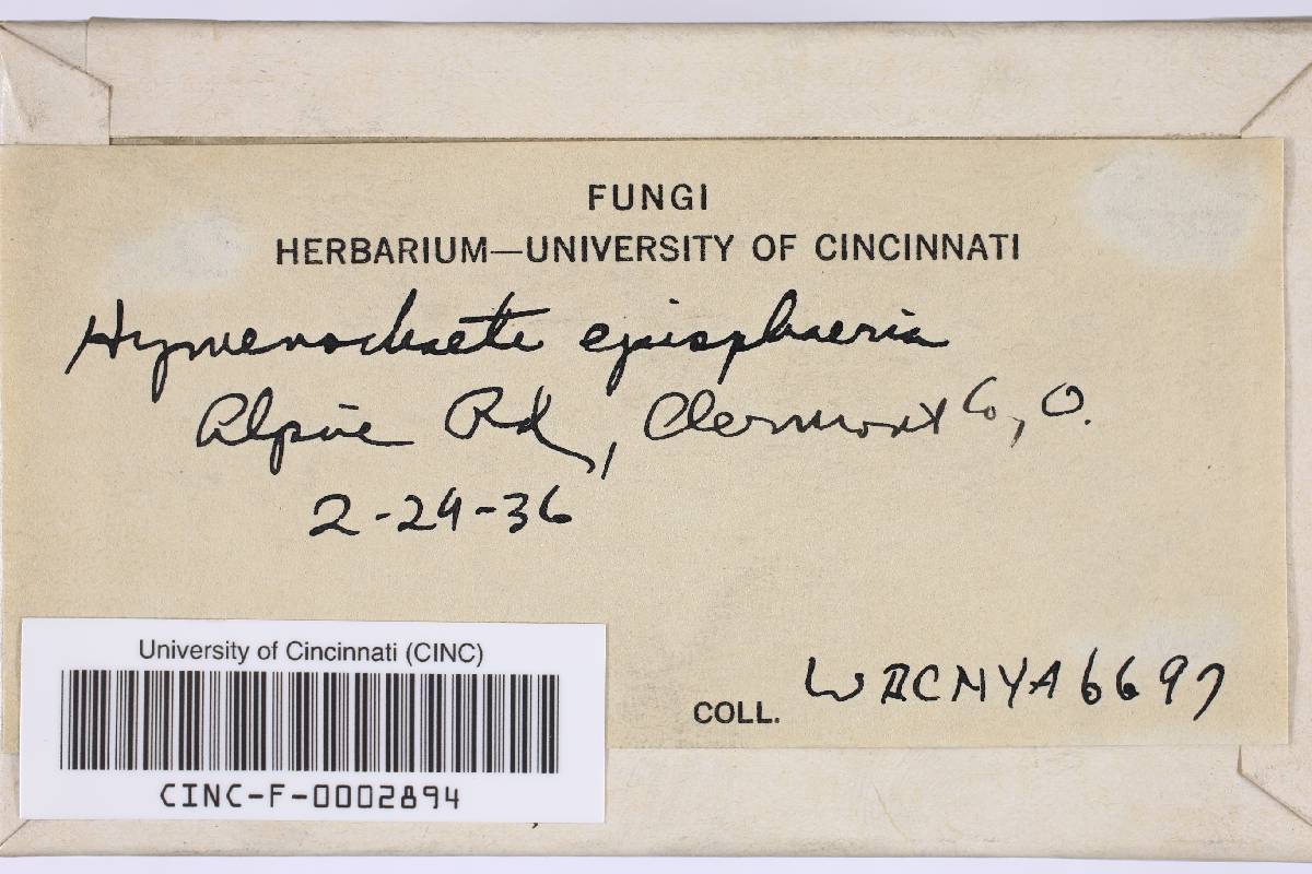 Hymenochaete episphaeria image