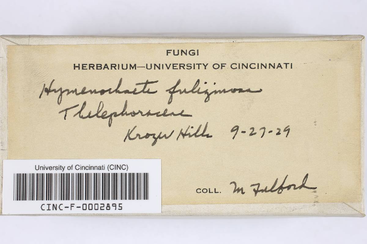 Hymenochaete fuliginosum image