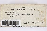Exidia recisa image