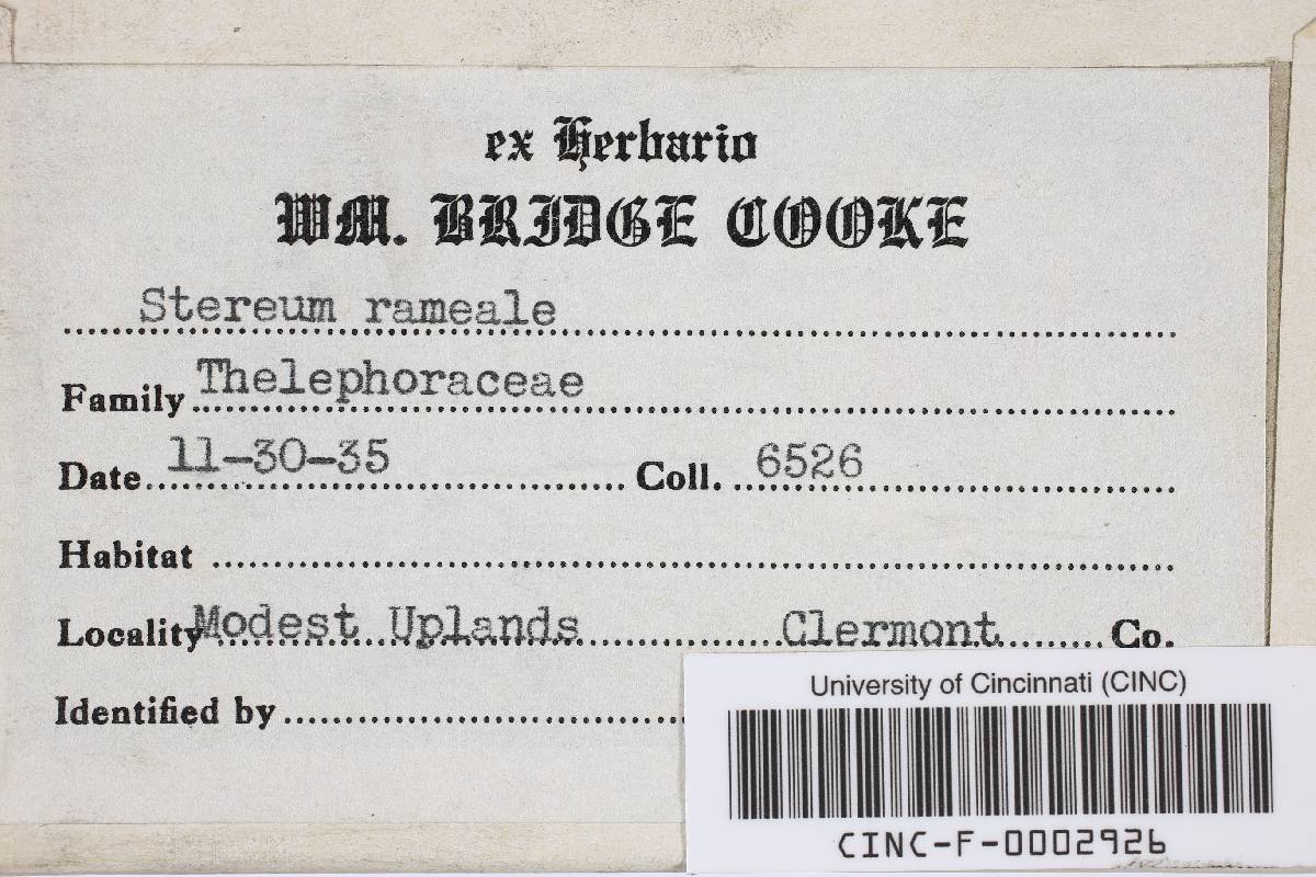 Stereum rameale image