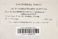 Exobasidium vaccinii-uliginosi image