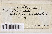 Peniophora cinerea image