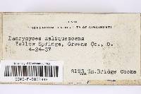 Dacrymyces stillatus image
