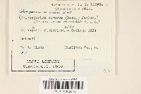Coleosporium vernoniae image