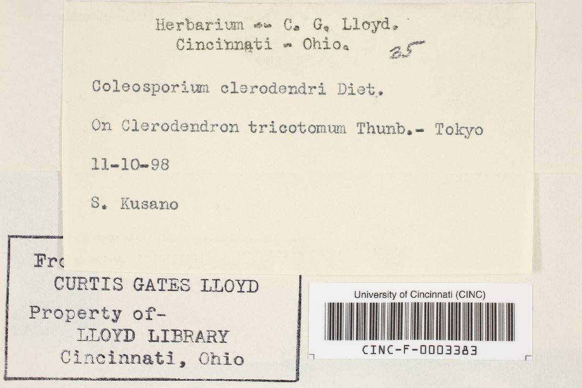 Coleosporium clerodendri image