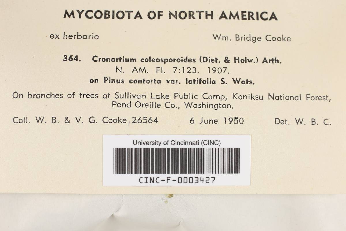 Cronartium coleosporioides image