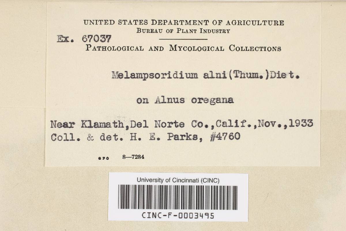 Melampsoridium alni image
