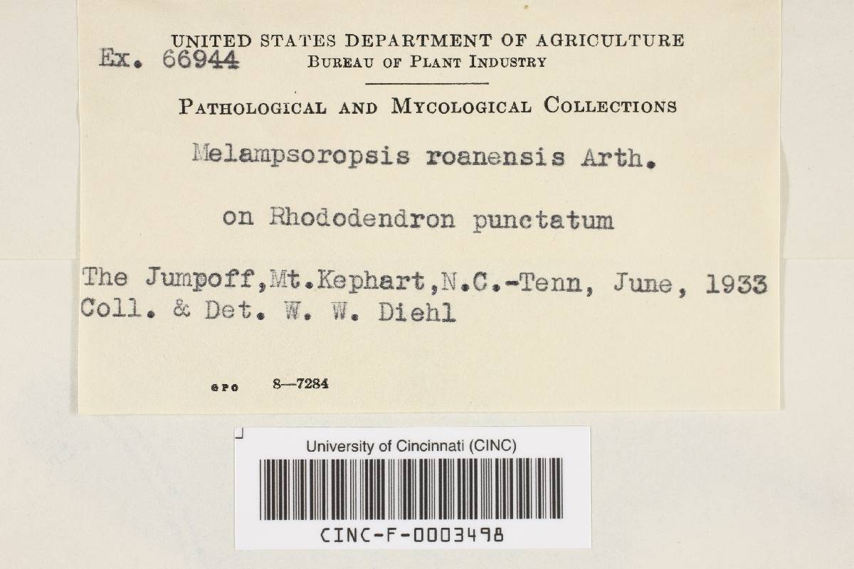 Melampsoropsis roanensis image