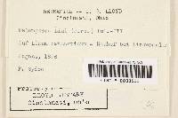 Melampsora lini image