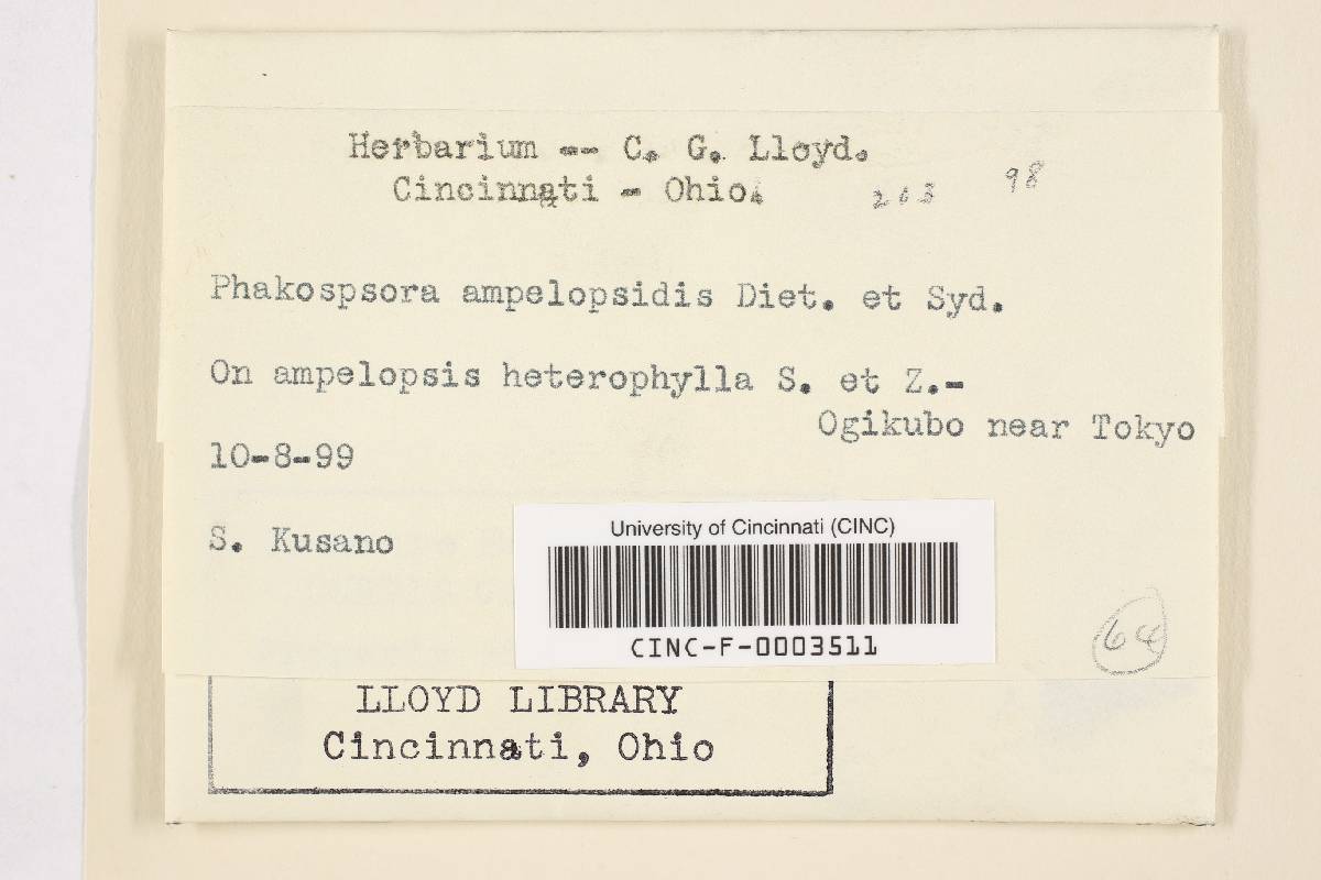 Phakopsora ampelopsidis image