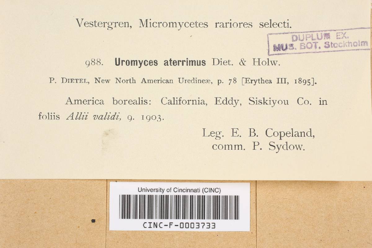 Uromyces aterrimus image