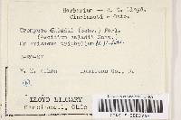 Uromyces caladii image