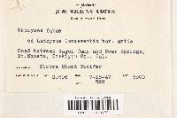 Uromyces viciae-fabae var. viciae-fabae image