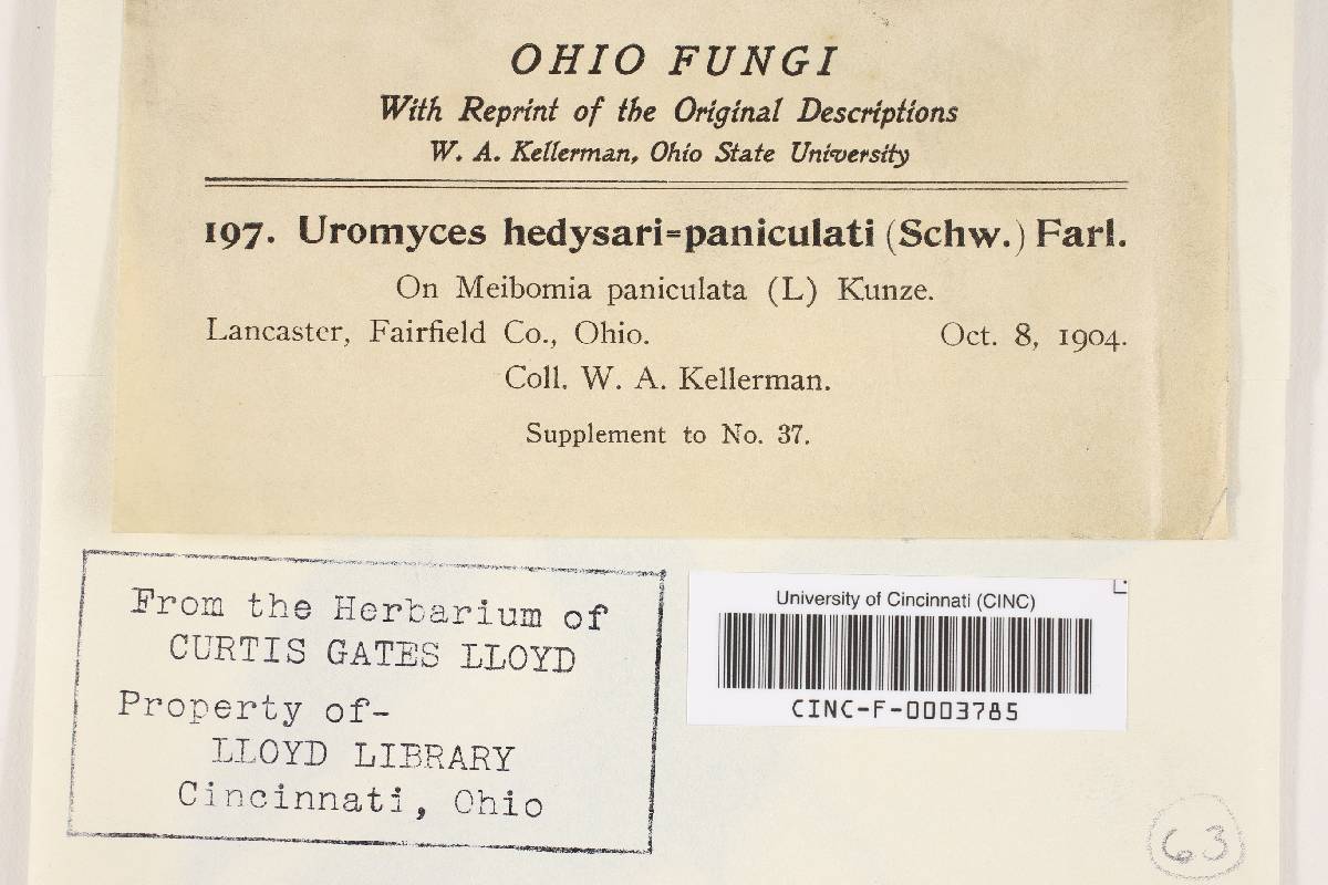 Uromyces hedysari-paniculati image