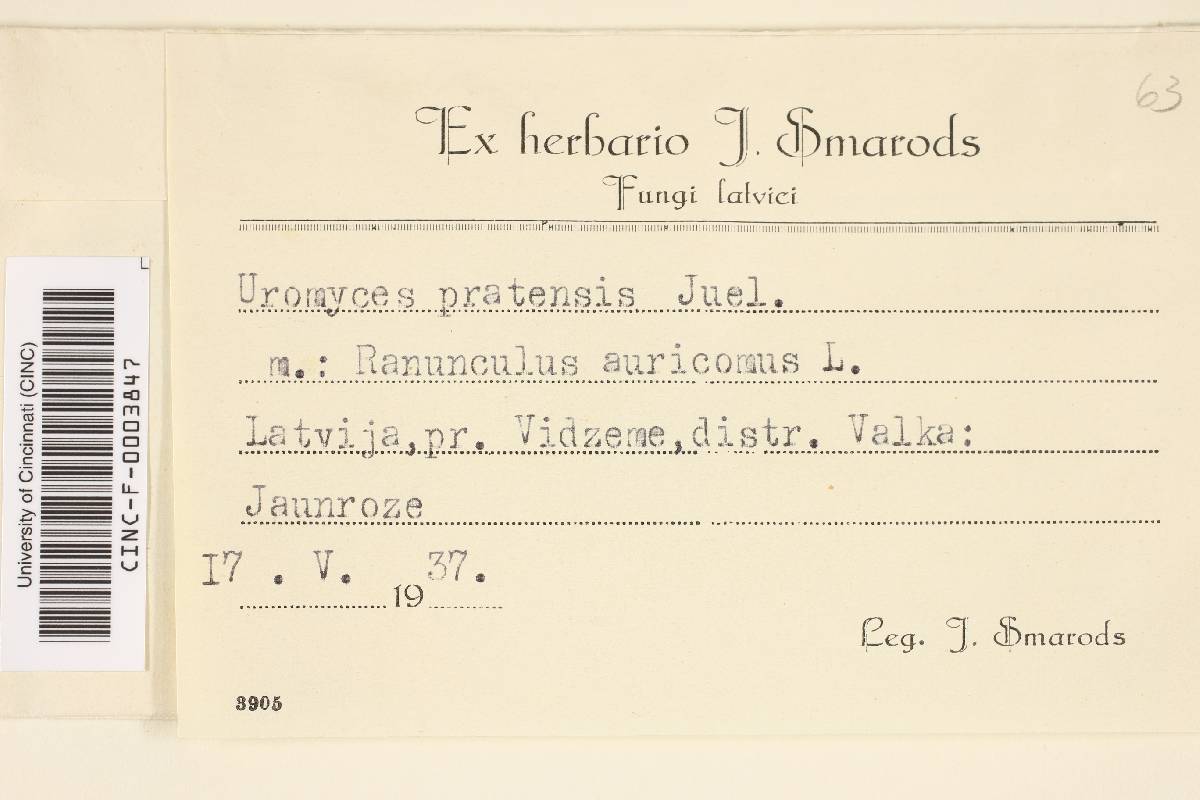 Uromyces pratensis image
